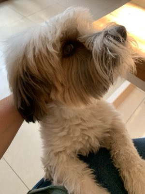 Martin s C. - Dog & Cat Groomer in Westchester