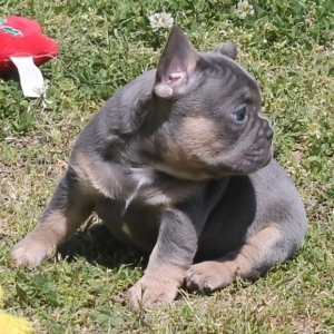 Jinsung L. - Dog Groomer in 