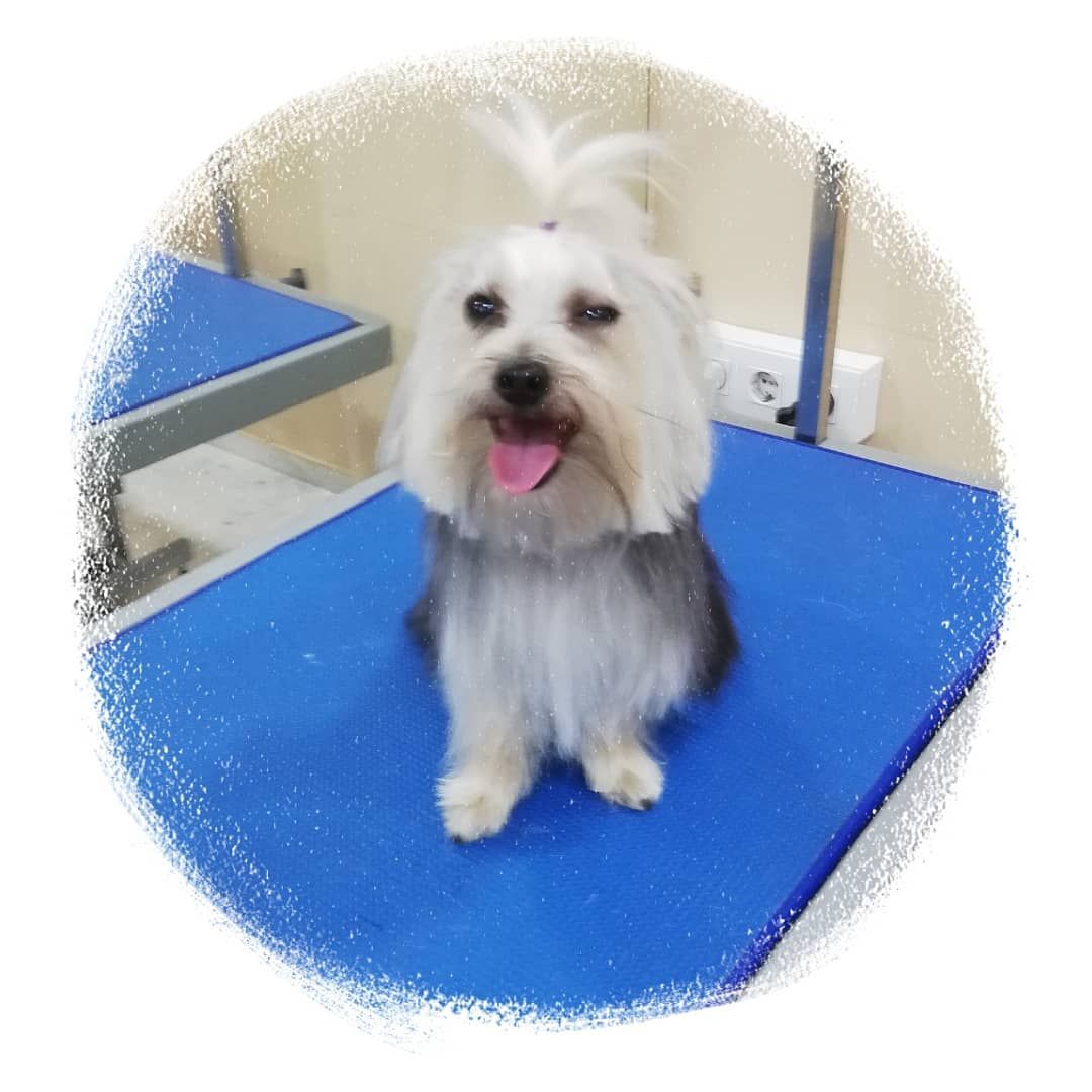 Diego Driver G. - Dog & Cat Groomer in New York