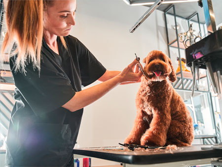 Daniel V. - Dog & Cat Groomer in Westchester