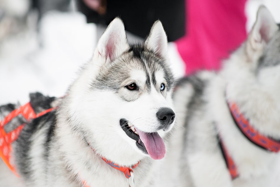 Duke