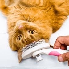 Pet
