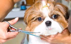 Dog2